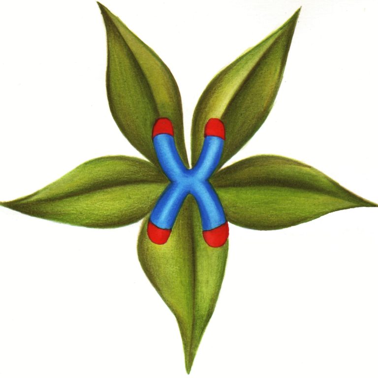 Vitalbiotic Zellblatt mit Chromosomen
